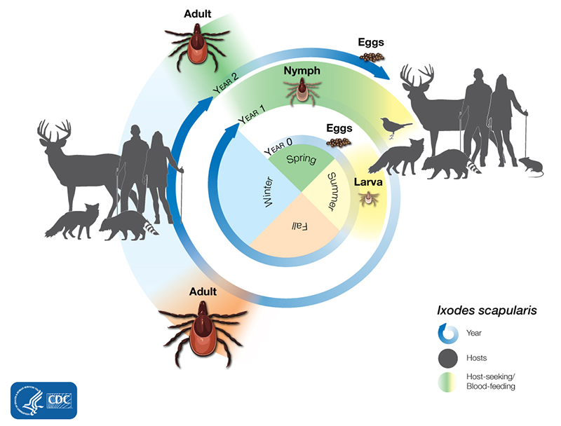 Geography, Ticks and You  Johns Hopkins Lyme and Tickborne Disease 